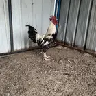 دجاج بلدي