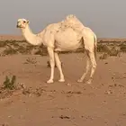 وضحى لقحة لها في اللقاح 10 شهور على رماني
