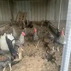 دجاج تركي اللون شبابي