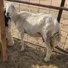 حري معه و ولده خروف طيبه نعجه