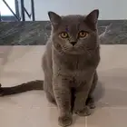 قط برتش شورت هير للتزاوج مجانا