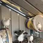 حمام بكستاني. قطايف بلدي بلجيكي زينه او شماسي حمام قلاب