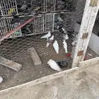 يرجد حمام زينه مشكل للبيع ازواج وفرايد