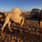 ناقه حايل للبيع