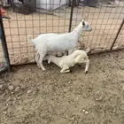رخل حريه