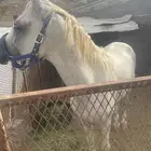 خيل شعبي للبيع العمر 6 سنوات