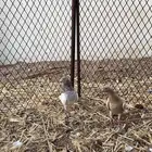 حمام باكستاني