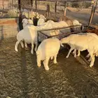 ذبايح طليان ورخال