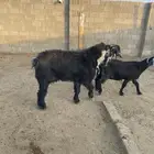 للبيع تيس عارضي