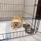 بومارينيان انثى للبيع