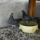 جوز داب ولا