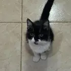 انثى العمر 3 شهور