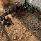 20 حبه فروخ دجاج فونيكس