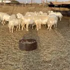 غنم للبيع عددها 26ثلاث قرح وحده سدس الباقي جذعه ثنيه رباع