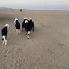 رخال نجد