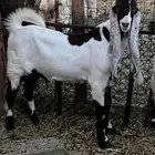 تيسين 3-4 شهور