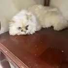 قطوه لتبني