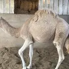 حاشي فل شحم مغلللق