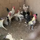 حمام وديكه