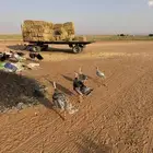 للبيع دجاج رومي توه بادي يبيض