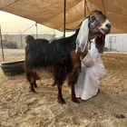 رغوث عارضيه