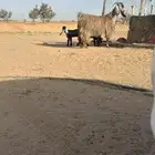 عنز متوم شاميه للبيع