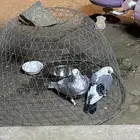 جوز حب الرمان
