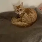 قطه فارسيه للتبني