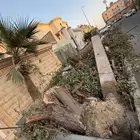 حطب سدر على السوم