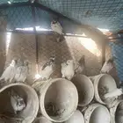 حمام باكستاني