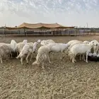 لبيع حريات عدد 21