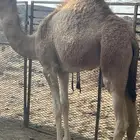 10 قعدان وبكار الاعمارمابين 7 و5 شهور البيع جمله وسمح