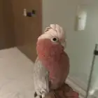 بغبغاء كوكاتو قالا لعوب أليف مره يحب يقلد اصوت