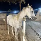 مطلوب حصان شعبي تدريب مدارس