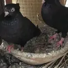 عبداني ايراني وبخاره ولونق