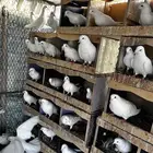 حمام فرنسي للبيع