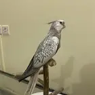 تم البيع