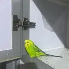 لقيت الطير هذا