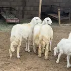 طليان كفو مقفله شحم