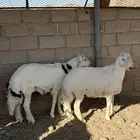 طليان جذعان بيشه