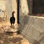 دجاجه باكستانيه