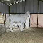 طلي فحل مشروط يقشع