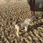 للبيع تيس وطلي كفو شحم ظهر وطرف