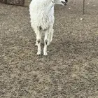 خروف حري
