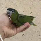 فروخ هانز مكاو - المكاو القزم