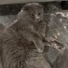 قط ذكر للبيع