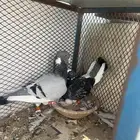 حمام ابلق فاضخ