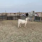 تيس مشروك