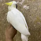 كوكاتو سلفر كرستد هدد