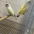 زوج روز اكوا مميز